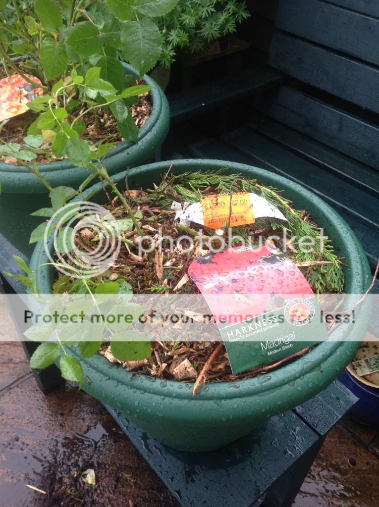 photo 87053266-13F3-4898-AEBC-9DEB09A0EE27_zpsgzafthbd.jpg